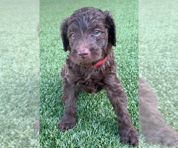 Medium Photo #4 Labradoodle Puppy For Sale in THE VILLAGES, FL, USA