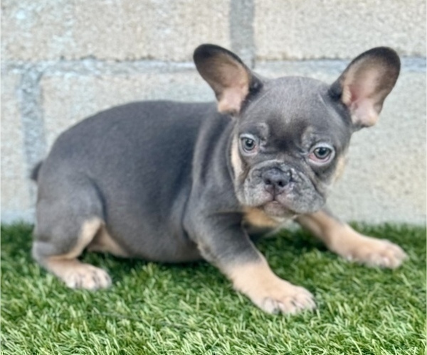 Medium Photo #2 French Bulldog Puppy For Sale in CINCINNATI, OH, USA