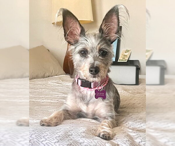 Medium Photo #1 Mutt Puppy For Sale in Corona, CA, USA