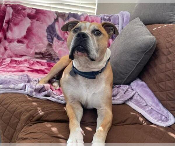 Medium Photo #3 American Pit Bull Terrier-Unknown Mix Puppy For Sale in Martinez, CA, USA