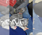 Small Photo #6 Great Dane Puppy For Sale in DANIELSON, CT, USA