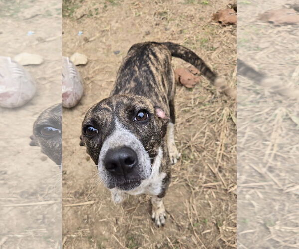 Medium Photo #3 Mutt Puppy For Sale in Jackson, MS, USA