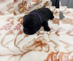 Small Photo #6 Labrador Retriever Puppy For Sale in KERNERSVILLE, NC, USA
