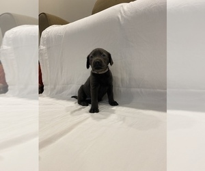 Labrador Retriever Puppy for sale in MIDDLEBURY, IN, USA