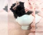 Small Photo #20 Yorkshire Terrier Puppy For Sale in WEST PALM BEACH, FL, USA