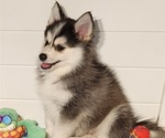 Small Photo #3 Pomsky Puppy For Sale in RAMONA, CA, USA