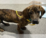 Small Basset Hound-Plott Hound Mix
