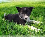 Small Photo #163 Border Collie Puppy For Sale in NORBORNE, MO, USA