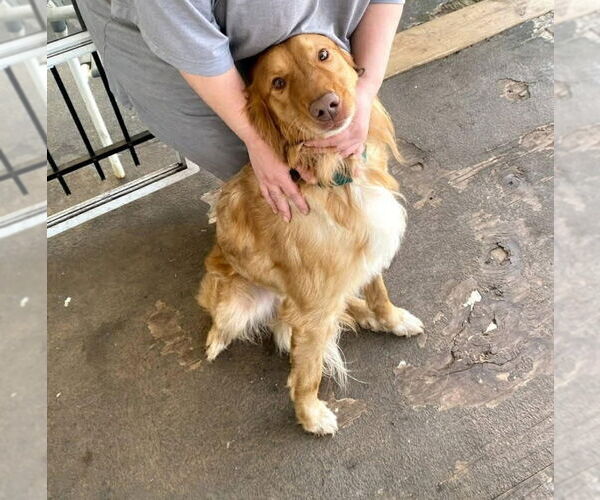 Medium Photo #2 Golden Retriever-Unknown Mix Puppy For Sale in Thomasville, NC, USA