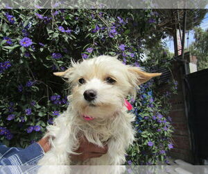Silky Terrier-Unknown Mix Dogs for adoption in San Diego, CA, USA