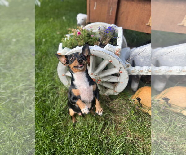 Medium Photo #3 Dachshund Puppy For Sale in Sioux Falls, SD, USA