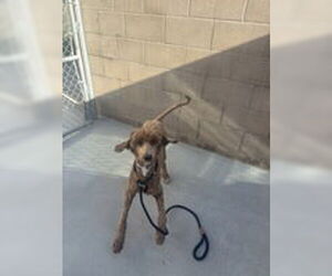 Poodle (Standard) Dogs for adoption in Salinas, CA, USA