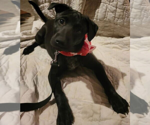 Medium Photo #13 Mutt Puppy For Sale in Germantown, OH, USA