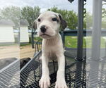 Small #9 American Bulldog-Labrador Retriever Mix