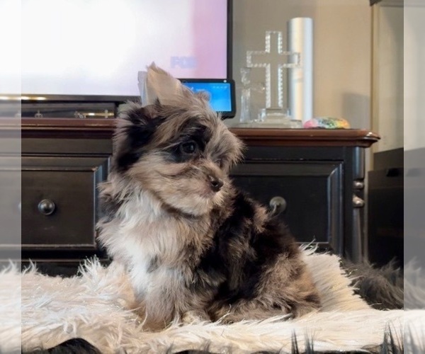 Medium Photo #5 Yorkshire Terrier Puppy For Sale in FORT WORTH, TX, USA