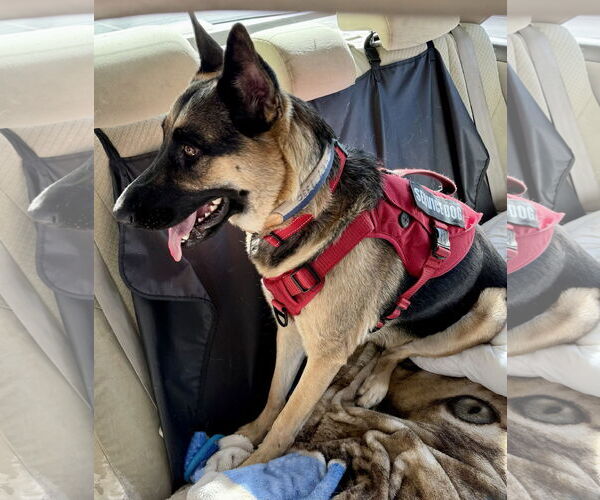 Medium Photo #3 German Shepherd Dog Puppy For Sale in Rancho Cordova, CA, USA