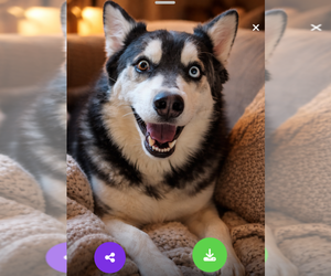 Siberian Husky Dogs for adoption in Pena Blanca, NM, USA