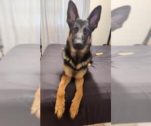 German Shepherd Dog-Unknown Mix Dogs for adoption in San Antonio, TX, USA