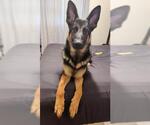 Small German Shepherd Dog Mix
