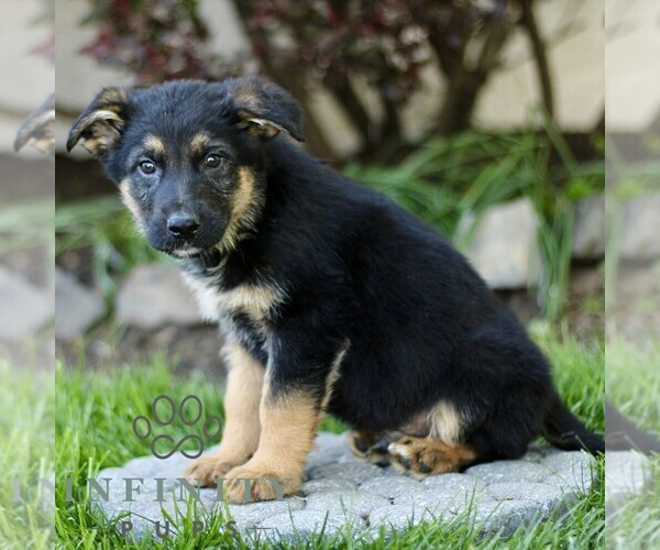 Medium Photo #3 Australian Shepherd-German Shepherd Dog Mix Puppy For Sale in BIRD IN HAND, PA, USA