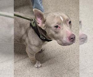 Mutt Dogs for adoption in Bakersfield, CA, USA