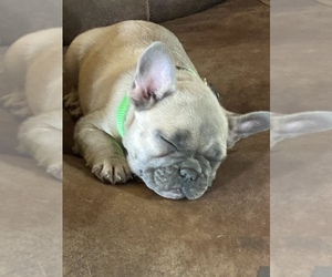 French Bulldog Puppy for sale in KANSAS, OK, USA
