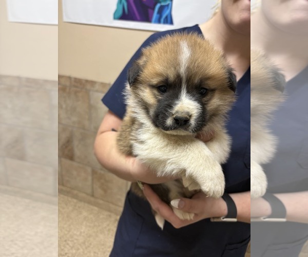 Medium Photo #1 Great Pyrenees-Unknown Mix Puppy For Sale in Royal Palm Beach, FL, USA