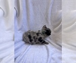 Small Photo #28 French Bulldog Puppy For Sale in NORTH MYRTLE BEACH, SC, USA