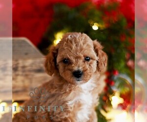 Poodle (Miniature) Puppy for sale in MILL HALL, PA, USA