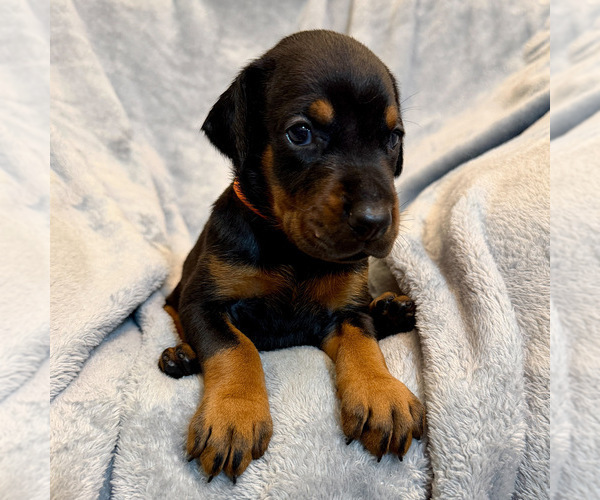 Medium Photo #7 Doberman Pinscher Puppy For Sale in LAKELAND, FL, USA