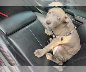 American Pit Bull Terrier Puppy for sale in PHILADELPHIA, PA, USA