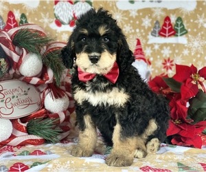 Bernedoodle Puppy for sale in LANCASTER, PA, USA