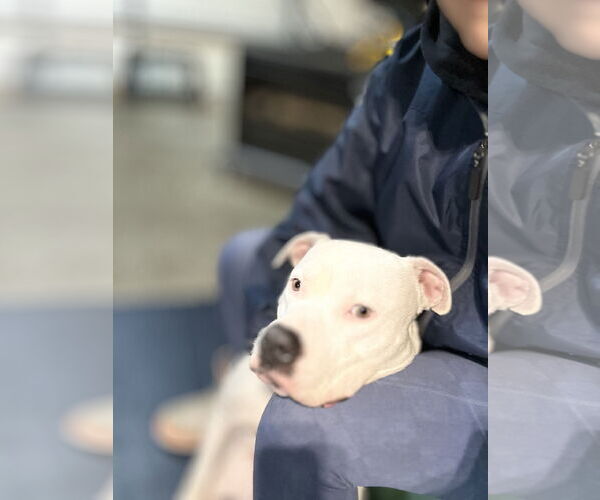 Medium Photo #4 American Pit Bull Terrier-Unknown Mix Puppy For Sale in Sykesville, MD, USA