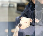 Small #3 American Pit Bull Terrier Mix
