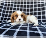 Small #7 Cavalier King Charles Spaniel