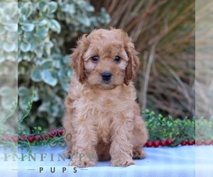 Cavapoo Puppy for sale in EAST EARL, PA, USA