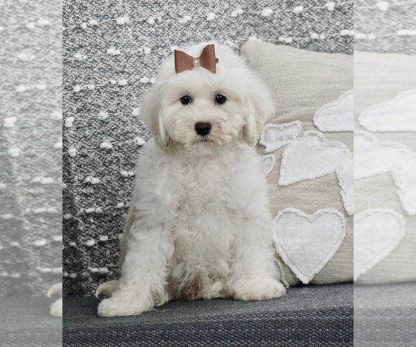 Medium Photo #1 Bichpoo Puppy For Sale in WARSAW, IN, USA