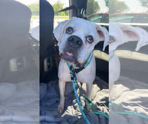 Alfa - Female Boxer Dog for Adoption - Photo #13