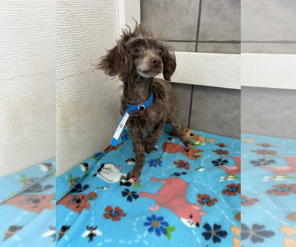 Medium Photo #5 Poodle (Miniature) Puppy For Sale in Pacolet, SC, USA