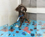 Small #4 Poodle (Miniature)