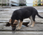 Puppy Vanna German Shepherd Dog