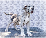 Small #1 Great Dane