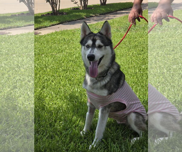Medium Photo #9 Siberian Husky Puppy For Sale in Rosenberg, TX, USA
