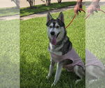 Small #8 Siberian Husky
