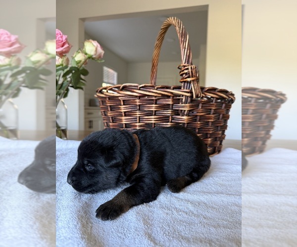 Medium Photo #4 German Shepherd Dog Puppy For Sale in PORTLAND, OR, USA