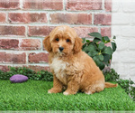 Small #14 Goldendoodle mix (+ Poodle Miniature)