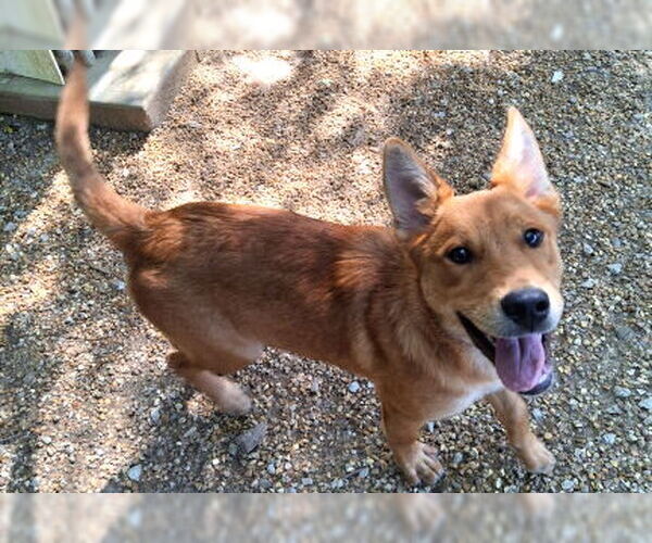 Medium Photo #6 Red Heeler-Unknown Mix Puppy For Sale in Mountain View, AR, USA