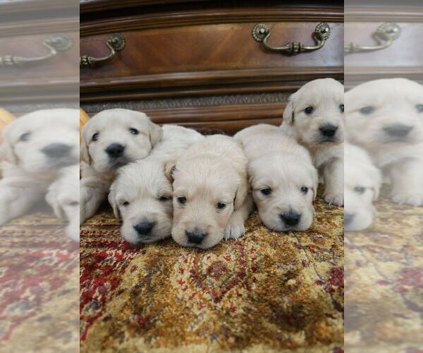 Medium Photo #6 English Cream Golden Retriever Puppy For Sale in SACRAMENTO, CA, USA