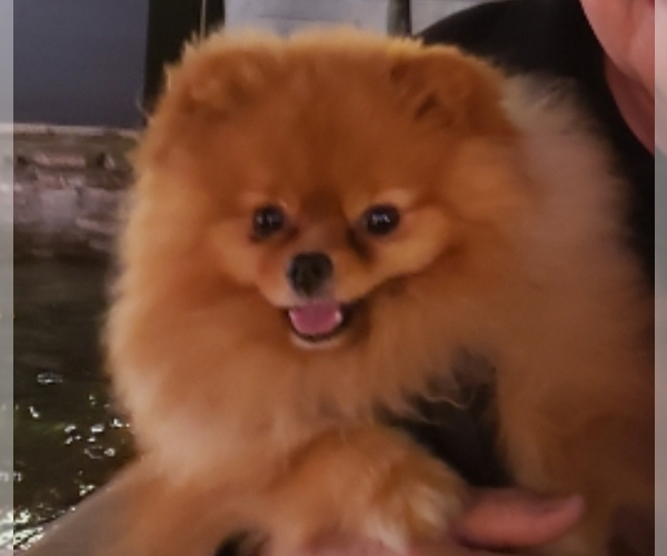 Medium Photo #1 Pomeranian Puppy For Sale in HUNTINGTON BEACH, CA, USA