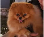 Small Photo #1 Pomeranian Puppy For Sale in HUNTINGTON BEACH, CA, USA